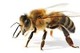 Bild: A new theory for why the bees are vanishing