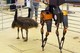 Bild: Was tun, damit Roboter richtig laufen lernen?